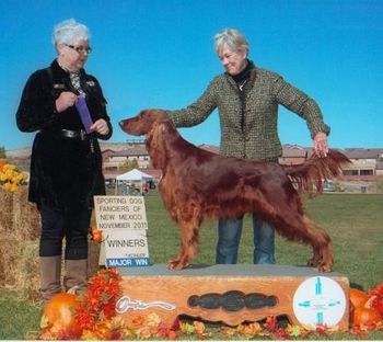 Margaux now has 9 pts. and a major towards her Championship. She's slow coming into coat, and of course, we are still working her in the field. We're getting there in both catagories!!
