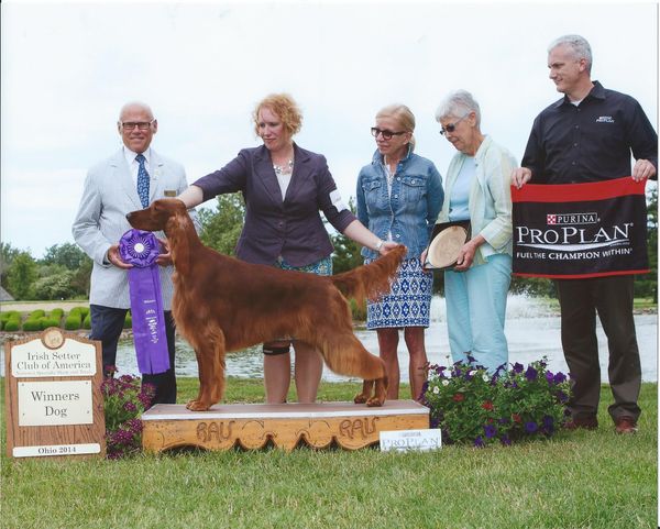Cian, pronounced Keen, now lives with Theresa Zuzlowsky, who does "it all"....agaility, obedience, dance etc. You name it, she's done it. He is also co-owned with Pam Schaar, Quinniver Irish. See Maroon boy from the "P" litter. Cian now goes WINNERS DOG at the 2014 National for his first major, then went on to take another major at the Irish Setter Club of Ohio Specialty, then to finish his Championship at still another Specialty on the Wine Country Circuit. We are so proud of this very lovely boy.