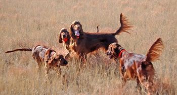 Treasure, dark pink girl, far left and Torrey, blue boy, behind largest dog, are living here at Tramore. This was their first experience in the field and they had a ball. 11/27/2010.