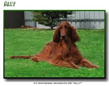 Aust. Ch. Gwyndara Good Vibrations UD, owned by Sam Field, Ally. She had numerous High In Trials, NSW Novice Dog of the Year, and NSW Dog of the Year.
