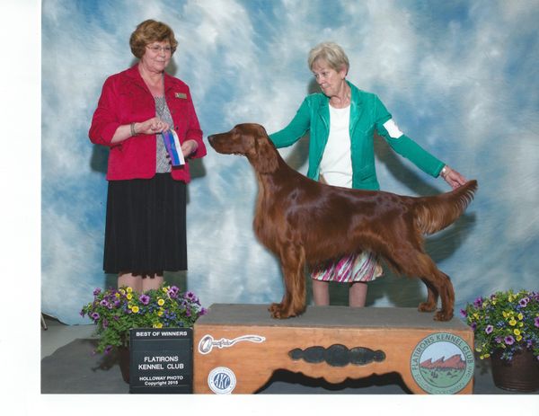 Stuart is a smooth lovely male that is slow to mature. He took points early, and won a lovely Sporting Group 1 at the Mile High Sporting Dog Fancier's show last fall. He sat home until our Recent ISCC Specialty where he went Best of Winners for a 5 pt. major, and then finished this last weekend with another Best of Winners major.