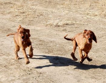 Sat. we went to Colorado Gun Dog Club and ran 2 of the puppies...Lime and Green girls. Green girl then went on her way to her new home in Cypress, TX. Robin McConaughey DVM.