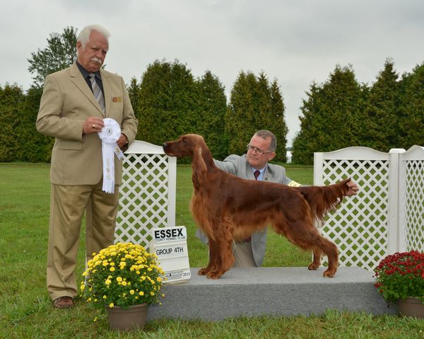 Daisy has grown into a lovely young lady. She now has her Canadian Championship, and several Group placements. She will be bred before going on to her American title.
IR-TH454/50F-VPI (Thyroid)
IR-11405G37F-VPI (hips)