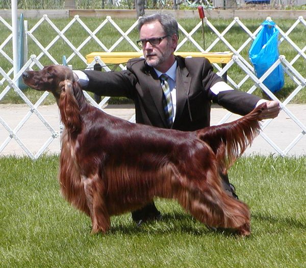 Phineas (see green boy's baby pictures) is owned by Brian Rasmussen in Seattle, WA. We think his future looks very bright. Watch for him. His first shows he went Best In Sweeps in tough competition at the Western K.C. show. He recently was 3rd in a large 12-18 class at the Ohio National. All 4 brothers made the cut in that 27 dog class. He went on to finish his Championship by 18 months, and now has won several Best of Breeds as a very young Special. Way to go pretty boy!
