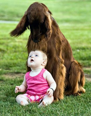 Pierce really does like kids and is very gentle with them. Ask my grandkids!! Here he is with Tenley Money, who's mom Melissa is a handler from Texas. He thought she was pretty neat.....and visa versa. Photo taken at the Pennsylvania National 6/13/09.