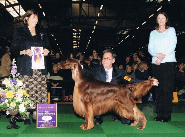 Sire: Kristopher, was Best of Breed at Westminster, 2014, and has multiple Group wins, as well as, 2 Reserve Best In Shows, in very limited showing. He is balanced, moves just as he looks, and has a delightful, calm temperament. These should be lovely puppies.
SR561557/06
IR-115711G-VPI (hips)
IR-TH448/49/M (thyroid)
IR-DNA - 315/B (DNA)
PRA & CLAD #14-5760