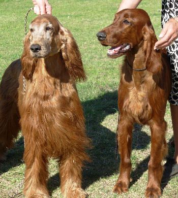 Pierce met his grandma, Liza, Ch. Tramore Endeavour at the Arizona National. She was looking so good and seemed to enjoy this "new kid". Liza was 9 years, and Pierce almost 7 months.