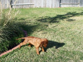 "Meaghan" getting used to the "new" grass. Having been raised on a mountain, she never saw grace until then.
