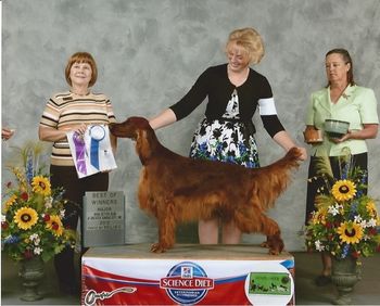 Beeper is shown taking a major at the Irish Setter Club of Greater Kansas City. She picked up another 4 pt. major the next day. Thanks Monica for showing this "happy feet" little girl!!!