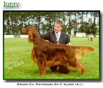 Aust. Grand Ch. Gwyndara Going It Alone. Jonty was the top winning Irish Setter in Australia. He is a full brother to Monty, Clipper, Gabby etc/
