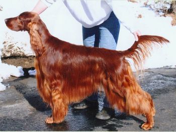 A quick photo of Foster at 5 years. That's his coat folks with no particular care. He's a coat growing machine.