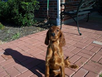 "Meaghan", green girl, is now in her new home in Cypress, TX with Robin McConaughey. She is now Tramore Only Heaven Knows.