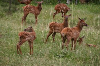 Little Elk babies still in "spots". They are in a "nursery" with several Elk cows keeping them surrounded.