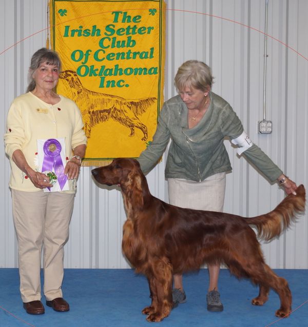Carson finished in spite of himself. He was "rollicking" in every sense and pretty much at all of the few shows he was entered. That said, he has a superb body, pretty head, and powerful, correct side movement. He finished with 3 Specialty wins including a 5 pt BOW in Palm Springs at 10 months. We showed him, still only 16 mths old, at our recent ISCC Specialties and won Best In Sweeps both days, and had a 1st Award of Merit at one show.