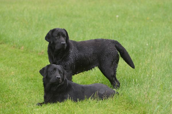 Frolic and Dreamer