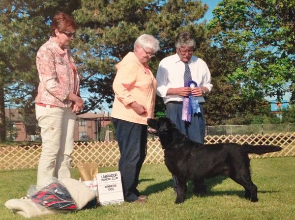 Labrador Owners Club
Winners Dog
Judge, Tom Grant
Simandem Kennel
Leicestershire, UK