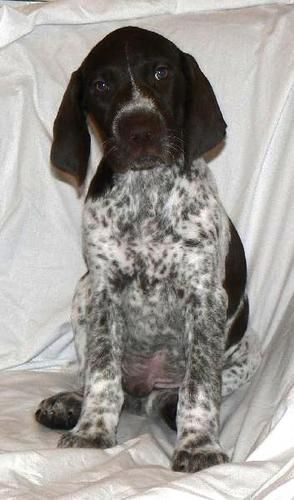 CH Edelmarke Briarwood Sequoia "Timber" 8 weeks old View Timber's Page