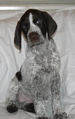 Lucy at 8 weeks old (Was Moraine) View Online Photo Album View Lucy's Web Page