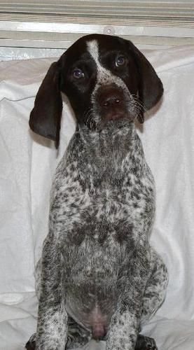 Edelmarke De Joshua (Was Carson) In a wonderful pet home View Web Page