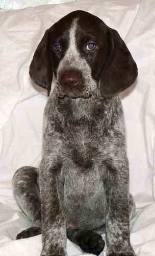 Fern at 8 weeks old View Web Page | View Online Photo Album