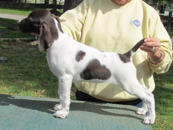 Cora at 8 weeks