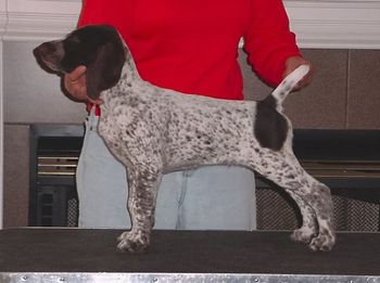Berihill Edelmarke Moment Of Glory ~ Cody 8.5 weeks View Page