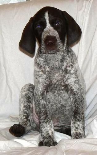 CH Edelmarke Second Coming, JH "Sherman" 8 weeks old. View Sherman's Page