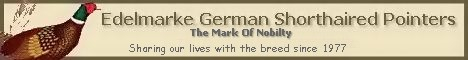 Edelmarke German Shorthaired Pointers