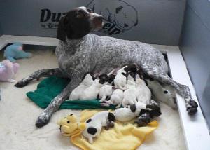 Frieda and puppies day 5