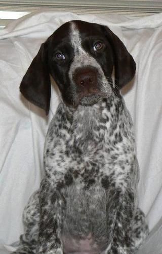 Kona at 8 weeks old. (Was Shaelor) Kona's Web Page | Kona's Photo Album