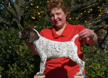 Edelmarke Bret RockPoint Alder Bret (Was Hansel) at 8 weeks Loved by Nancy Alder-RockPoint GSPs MI View Bret's Web Page