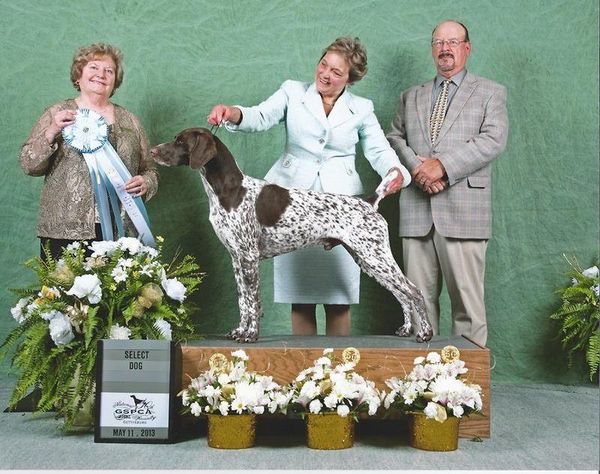 I was unable to attend the Nationals this year, but was very excited to hear the baby Ryder was Select Dog! There were 177 Specials so very happy he did so well. Ryder's puppy Poppy also did well. She took Best Opposite in the NSS Sweepstakes. Ryder is from our first Bo X Echo breeding. Co-bred with Robin and Rita Remondi.
