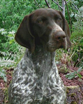 Ammo is a beautiful boy who is owned by Lin & Jennifer Mills. He was 2nd place at the 2006 GSPCA National in the 6 to 9 class owner handled. He was shown on a limited basis and finished his Championship with 4 majors, and two were back to back SS 4 point majors! Amkmo is also a multiple Best Of Breed winner and Group placer owner handled. Watch for Ammo & Kay Palade in 2009 View Ammo's Web Page