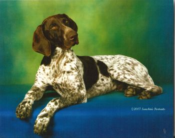 Edelmarke Briarwood Sequoia at 8 months old. Owner Rebecca McCasland, Briarwood GSPs