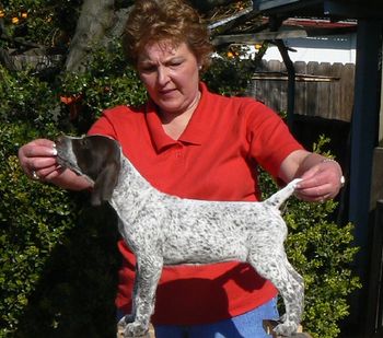 Ederlmarke Blaze of Glory Cali (Was Gretel) at 8 weeks Living with the VanBlarcum family in Upstate NY. Watch for Gretel in the show rings and field View Cali's Web Page