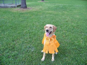 "Barbie" with her Senior Hunter ribbons! Congratulations on her SH title!!! She has also added 3 Master Passes to her accomplishments! That MH is just around the corner!