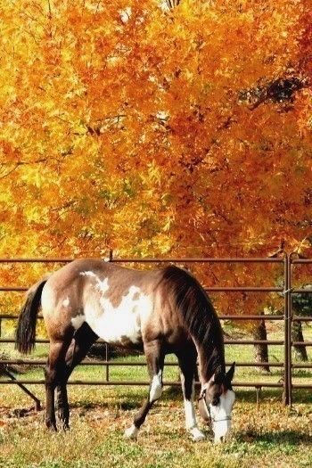 Our future stallion "Hustlin My Honyies"