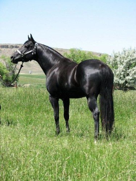 OUR WAY BUCKIN HOT MARE IS BRED TO THIS HOMOZYGOUS BLACK AQHA STALLION FOR 2022