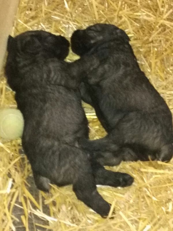 quick snooze after helping with barn chores.
3wks