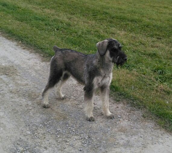 Hanover's Schon Gretchen