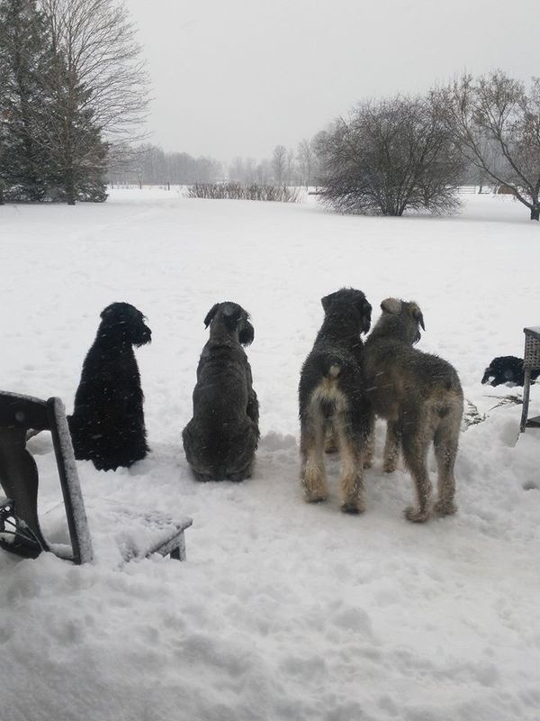 Mavis, Daphne, Hector and Gretchen waiting for spring.