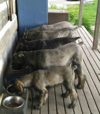 bottom to top,
Bailey, Daphne, Hector, Vera, Fern
