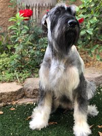 Handsome Dobry all grown up