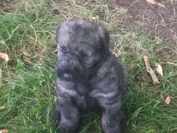 5wks