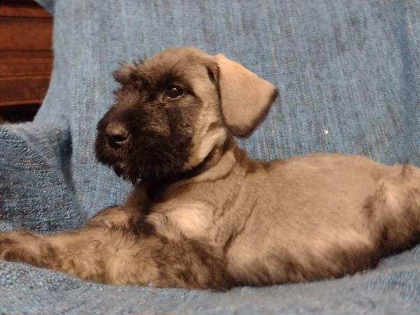 7.5 wk old boy