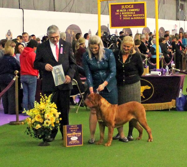 Sarah is now a professional handler and has shown with success in many of the top shows in North America!!