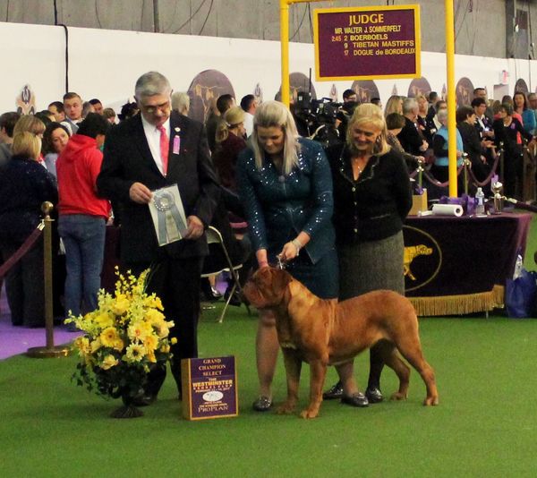 In 2017 Gertie was Select Bitch at Westminster. Not even 2 years of age.