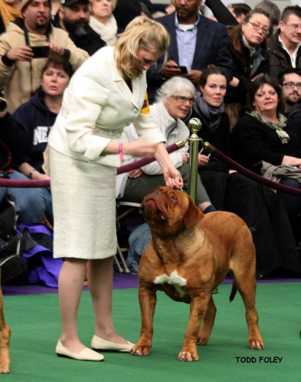 Gertie & Beau's mom Stella at Westminster!