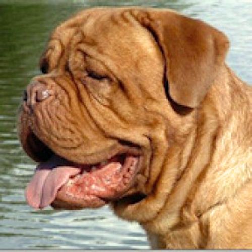 Although you love every Dogue with all your heart only a very special soul claims the title of "Heart Dog" Tobias was Tracey's Heart Dog. The one that forever created the love of the breed.
