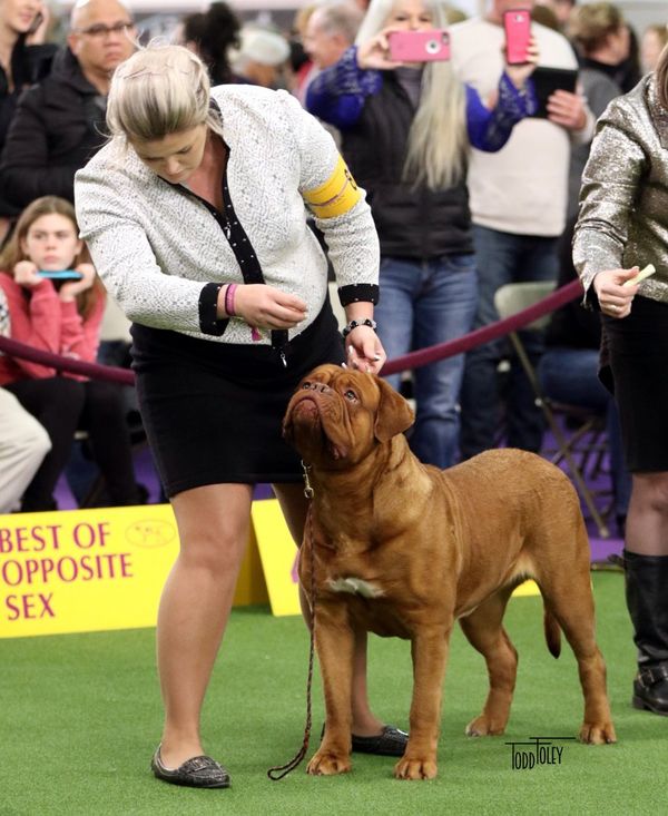 Gertie Best of Breed Westminster 2018!!